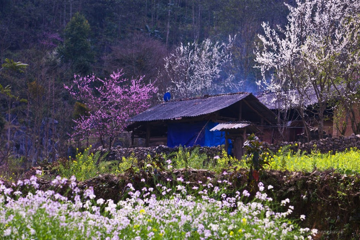 Sắc xuân tuyệt đẹp tại hà Giang